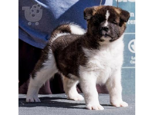 Αμερικάνικα κουτάβια Akita